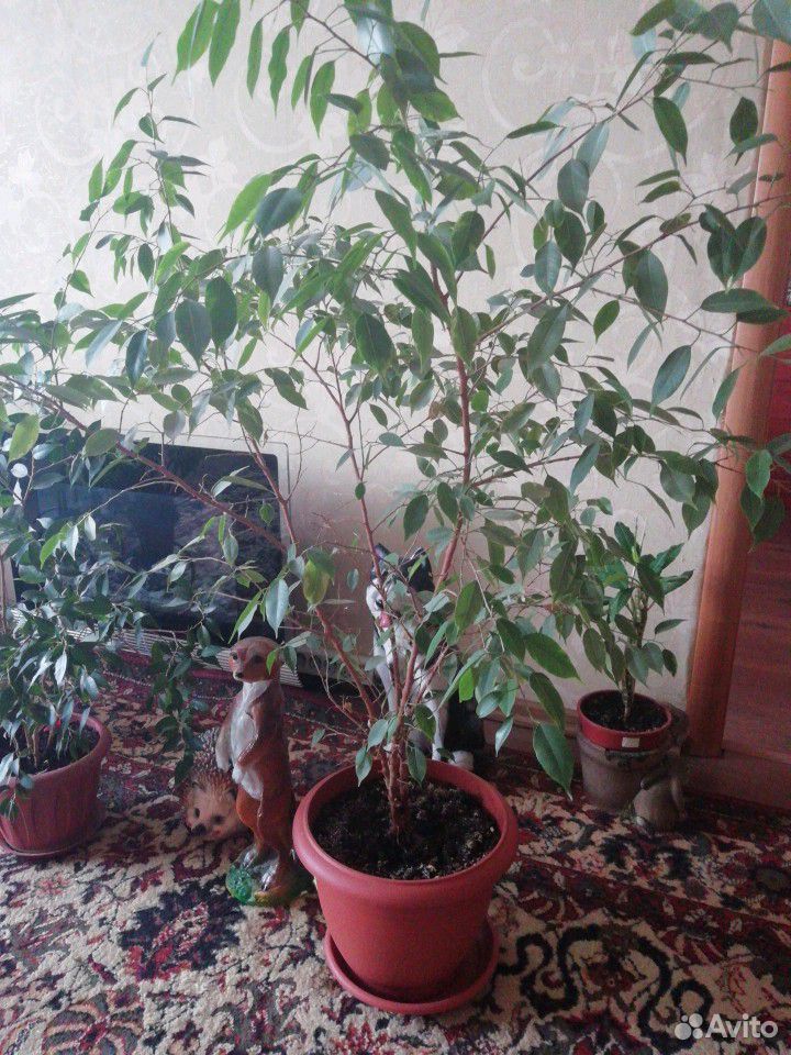 Растение фикус 1,5 м купить на Зозу.ру - фотография № 2
