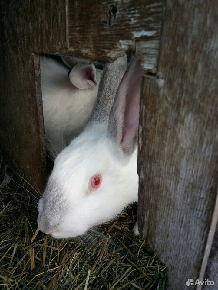 Кролик великан серый, белый, калифорнийцы купить на Зозу.ру - фотография № 4