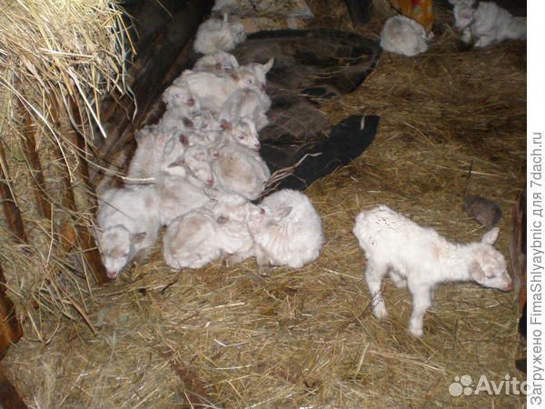 Продам маленьких козлят купить на Зозу.ру - фотография № 1