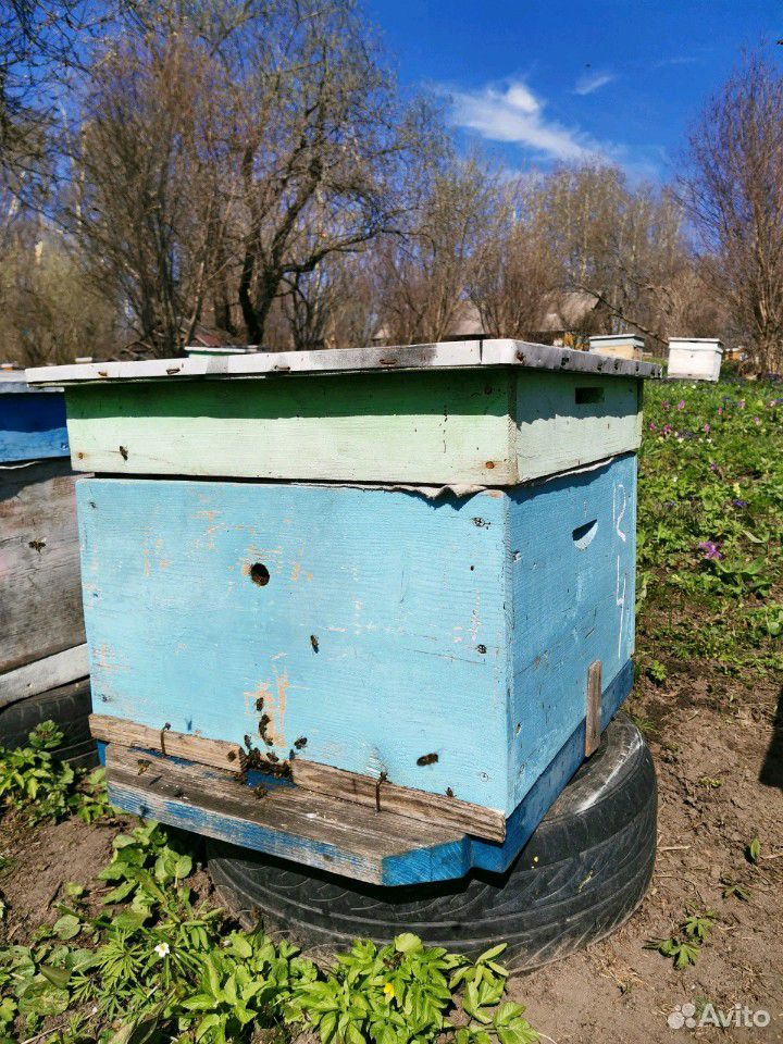 Пчелосемьи с ульем и крышкой купить на Зозу.ру - фотография № 1