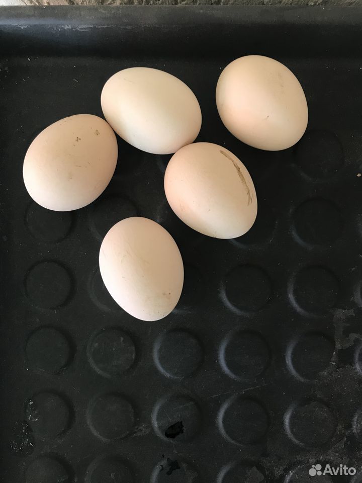 Инкубационное яйцо кур породы Фавероль купить на Зозу.ру - фотография № 1