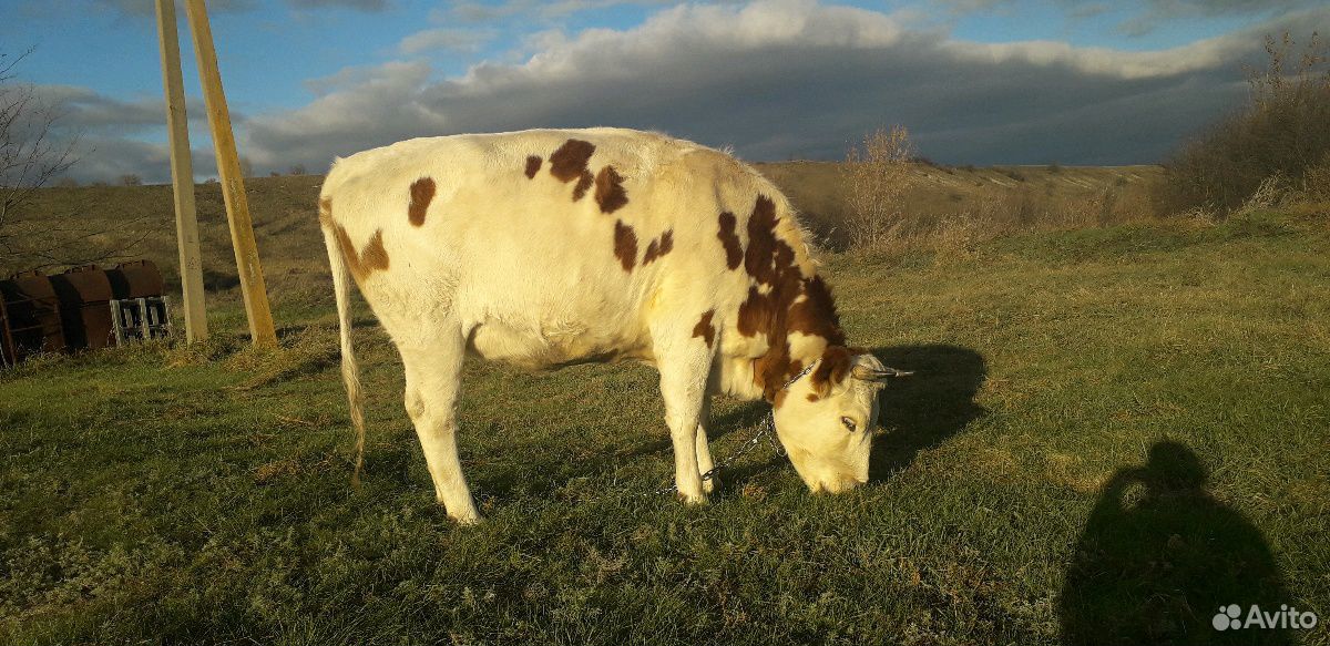 Корова и телка купить на Зозу.ру - фотография № 2