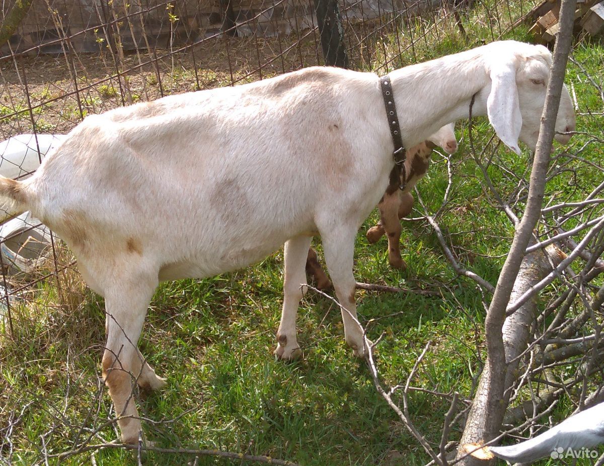 Стадо породистых коз купить на Зозу.ру - фотография № 6