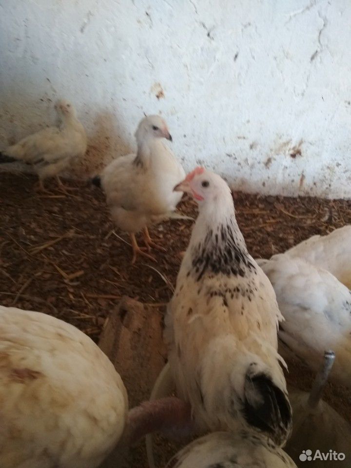 Цыплята серебро несушки купить на Зозу.ру - фотография № 2