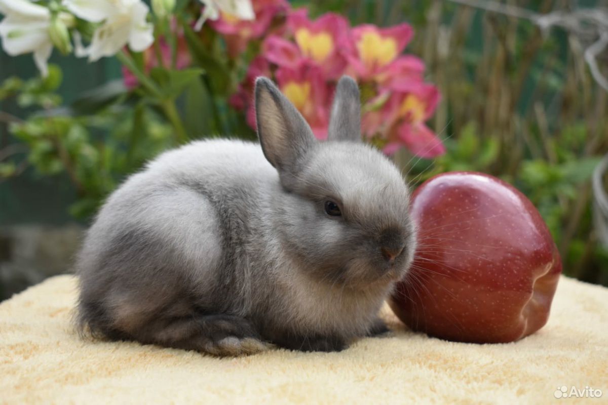 Питомник карликовых. Гладкошерстный карликовый кролик Баффи. Цветной карлик. Цветной карлик кролик. Кролик породы цветной карлик.
