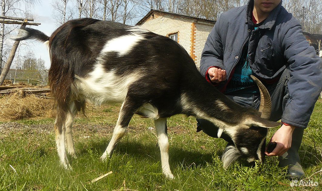 Молочная молодая коза купить на Зозу.ру - фотография № 2