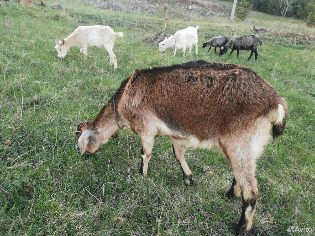 Козы. Овцы купить на Зозу.ру - фотография № 4