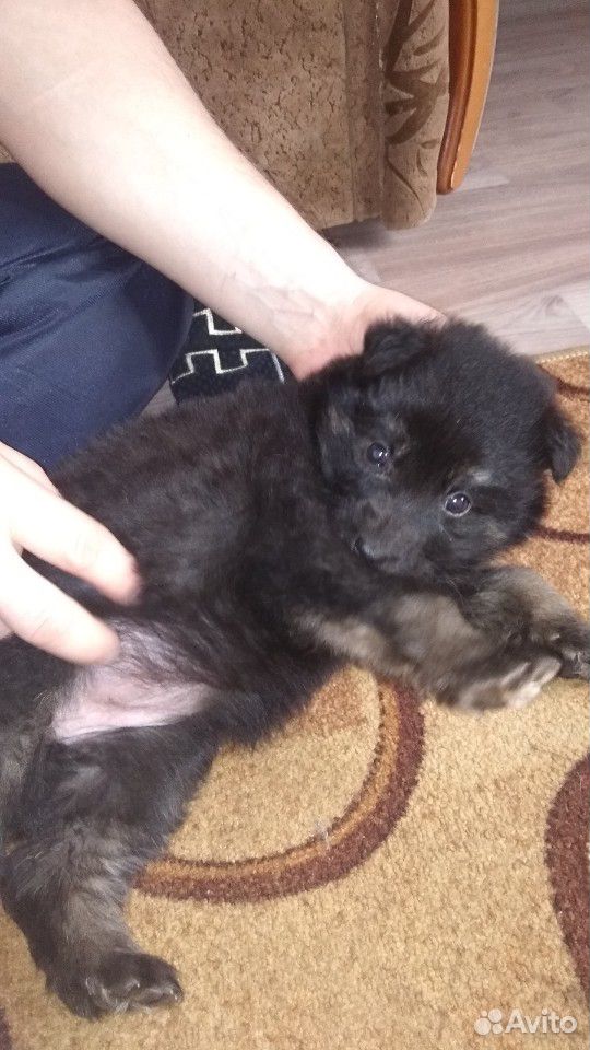 Найден щенок купить на Зозу.ру - фотография № 1
