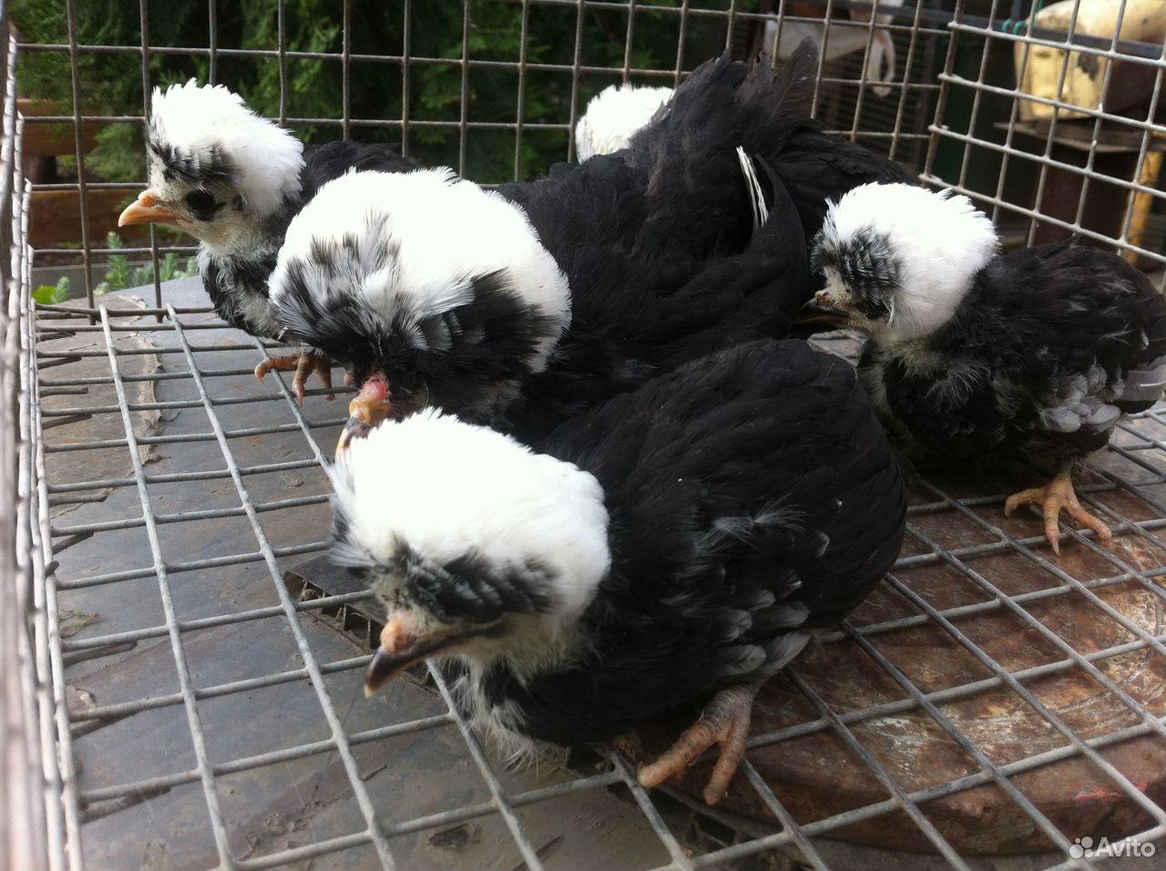 Голландские белохохлые цыплята купить на Зозу.ру - фотография № 1