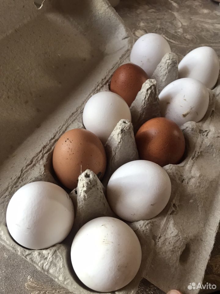 Яйца домашние свежие купить на Зозу.ру - фотография № 1
