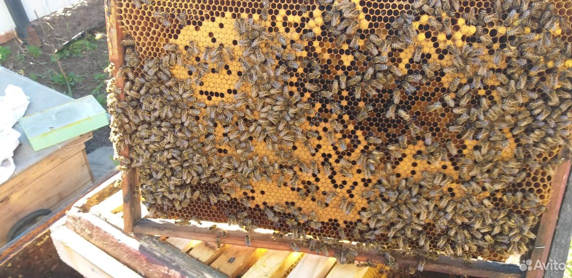 Пчёлы. Пчёло семьи купить на Зозу.ру - фотография № 8