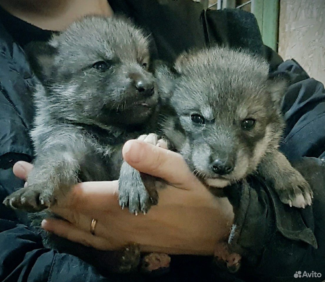 Волкособ Купить В Спб Цена Щенка