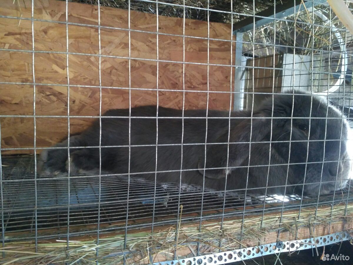 Кролик порода Французский Баран купить на Зозу.ру - фотография № 10