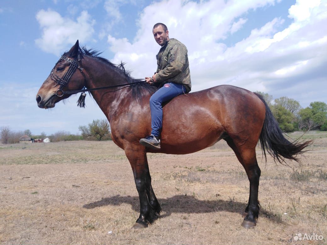 Продаются лошади купить на Зозу.ру - фотография № 6