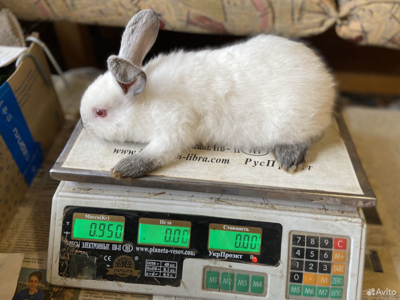 Кролик 1 кг купить