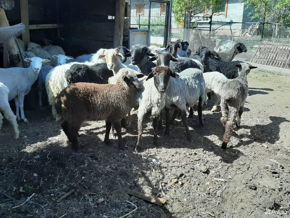Овцы и бараны купить на Зозу.ру - фотография № 5