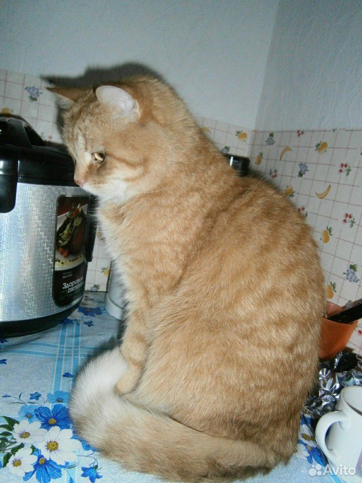 Котик в поисках дома купить на Зозу.ру - фотография № 3