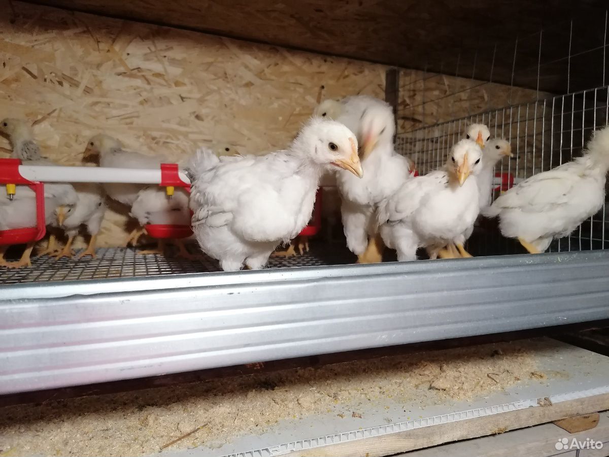 Цыплята (подрощенные) серебристые адлерские купить на Зозу.ру - фотография № 4