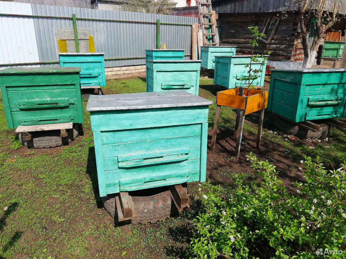 Продаю пчелосемьи с ульями купить на Зозу.ру - фотография № 3