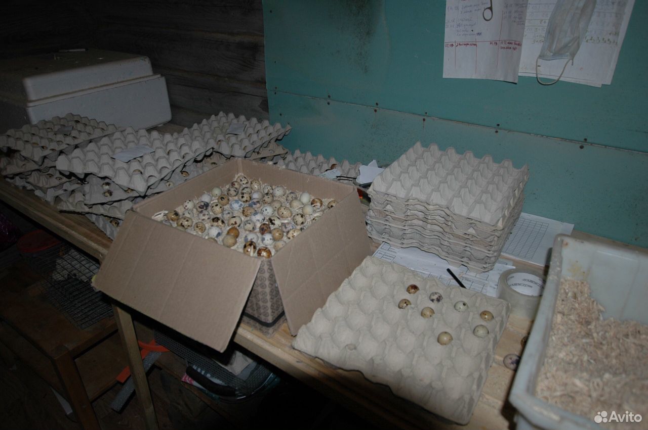 Яйца перепелиные(инкубационные) купить на Зозу.ру - фотография № 9