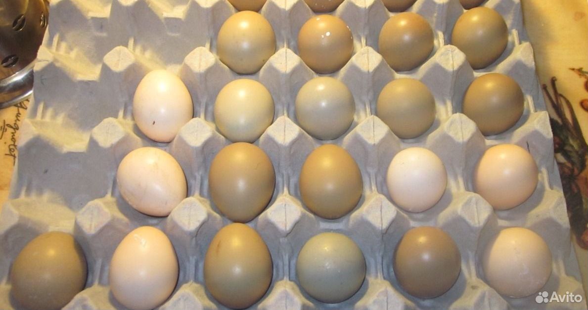 Фазаньи яйца купить на Зозу.ру - фотография № 1