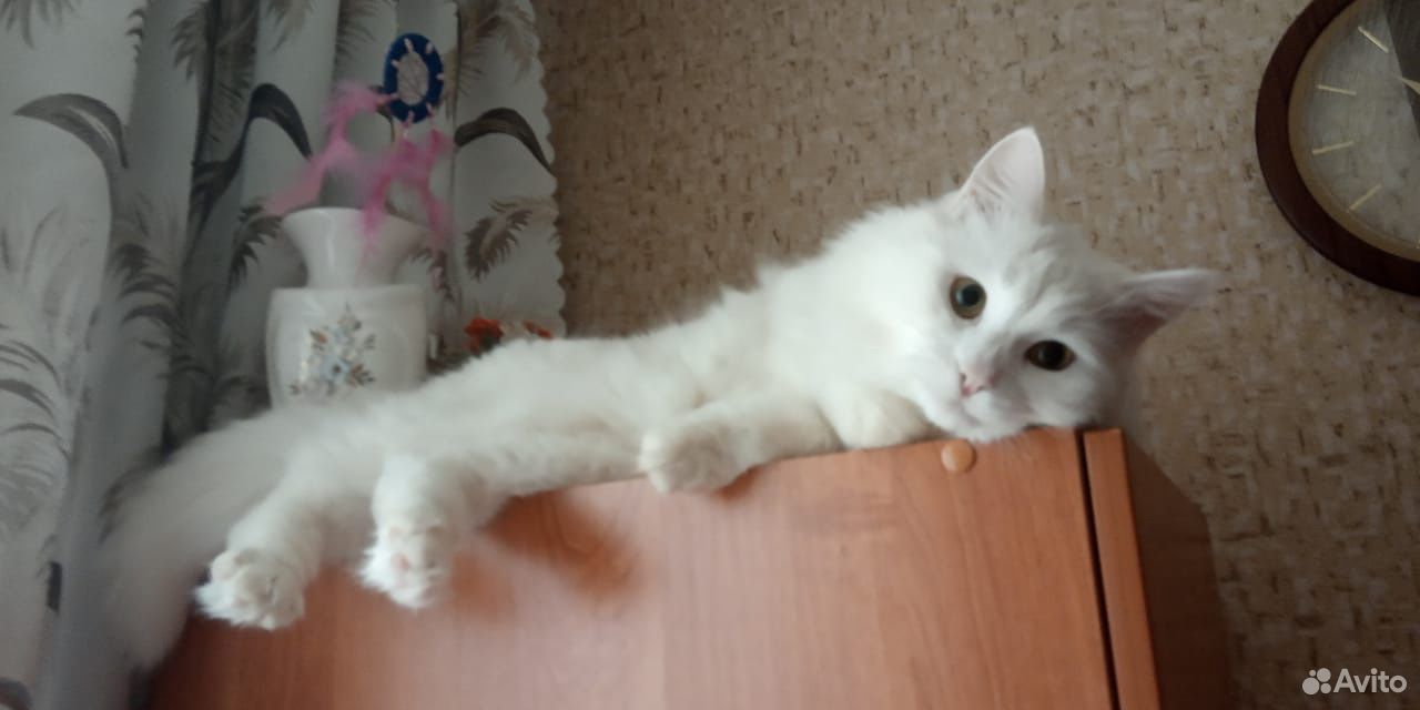 Беленькие котята купить на Зозу.ру - фотография № 4