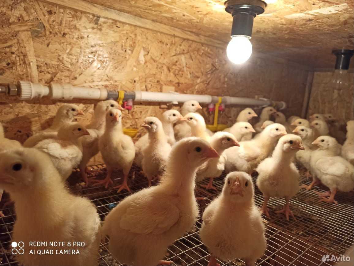 Цыплята 10 дней Арборы купить на Зозу.ру - фотография № 1