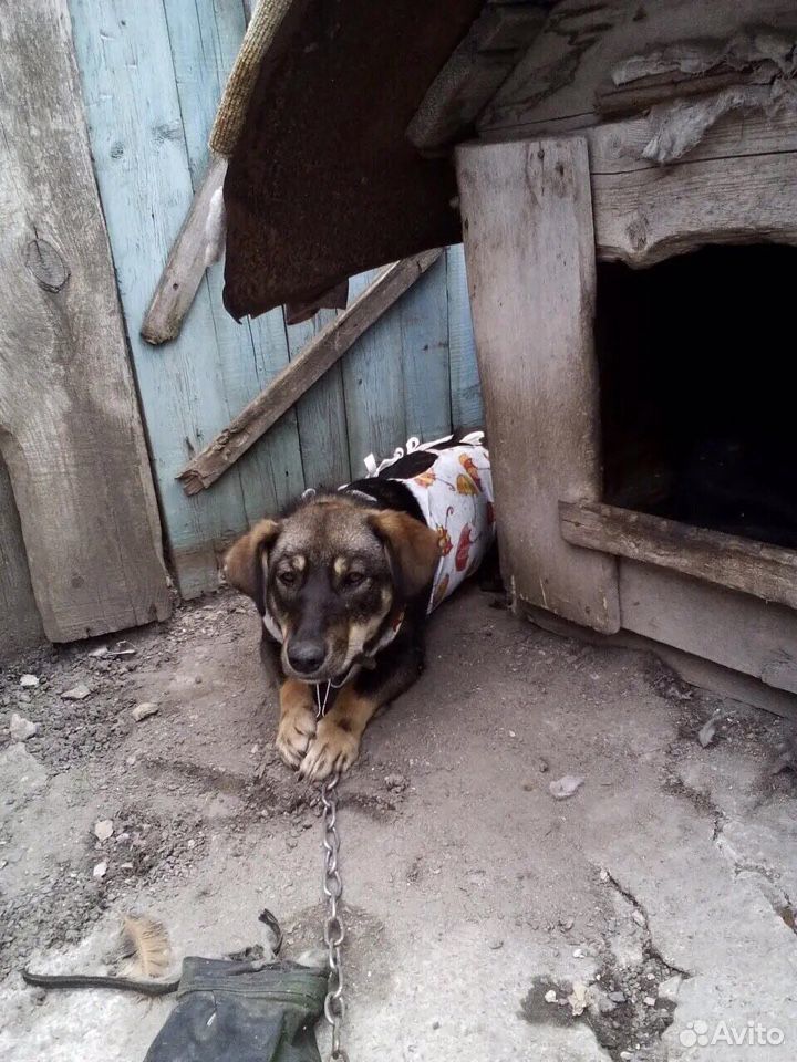 Добрая стерилизованная собачка купить на Зозу.ру - фотография № 1