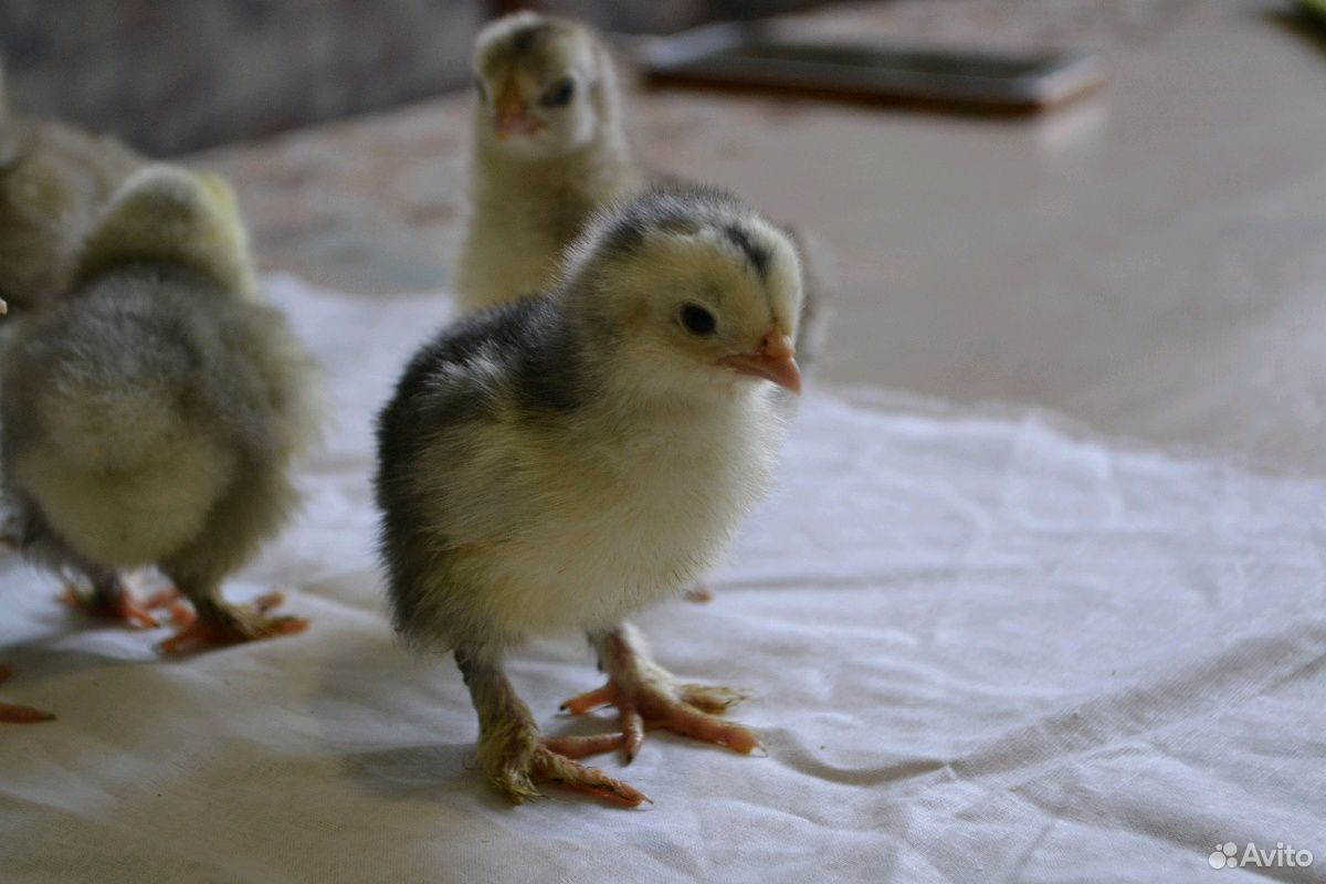 Суточные цыплята купить на Зозу.ру - фотография № 3