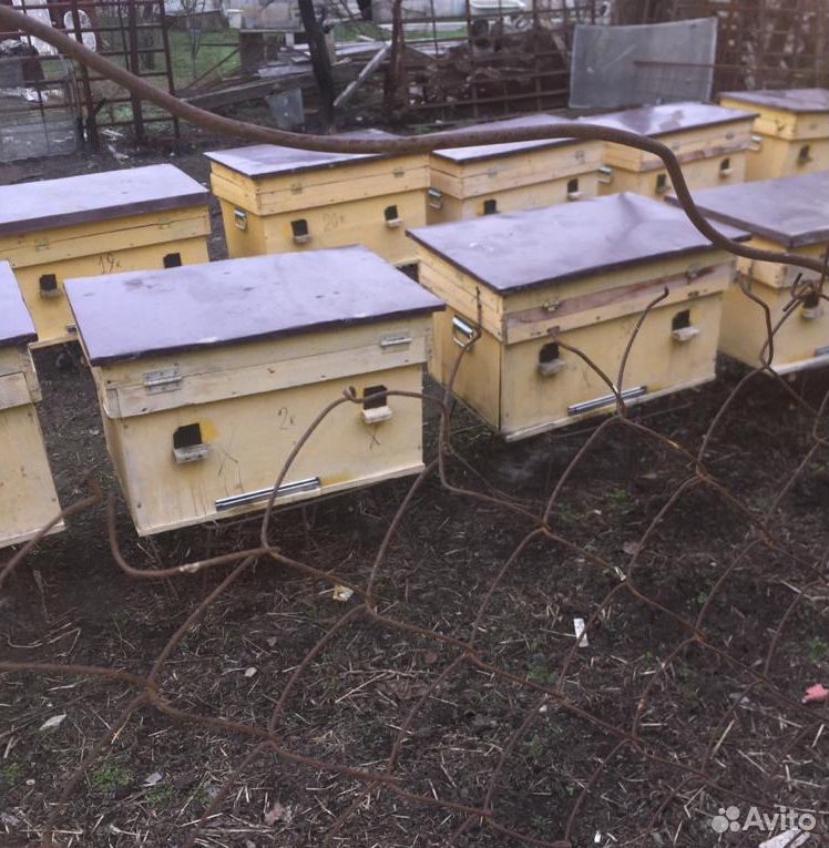 Пчелосемьи Порода Карпатка купить на Зозу.ру - фотография № 1