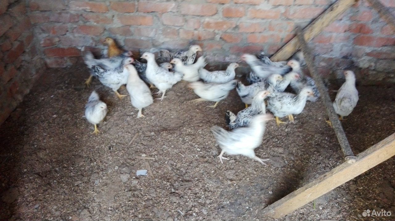 Цыплята 2х месячные, несушки купить на Зозу.ру - фотография № 1