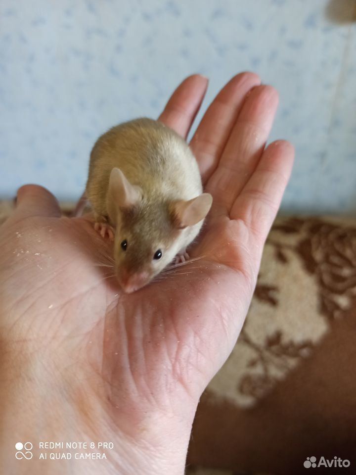 Сатиновые мышки купить на Зозу.ру - фотография № 1