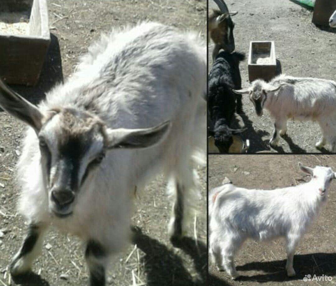 Коза 3 года. Коза и три козленка. Зааненские козлята 3 месяца. Зааненские козочки 8 месяцев на снегу. Фото козы с тремя головами.