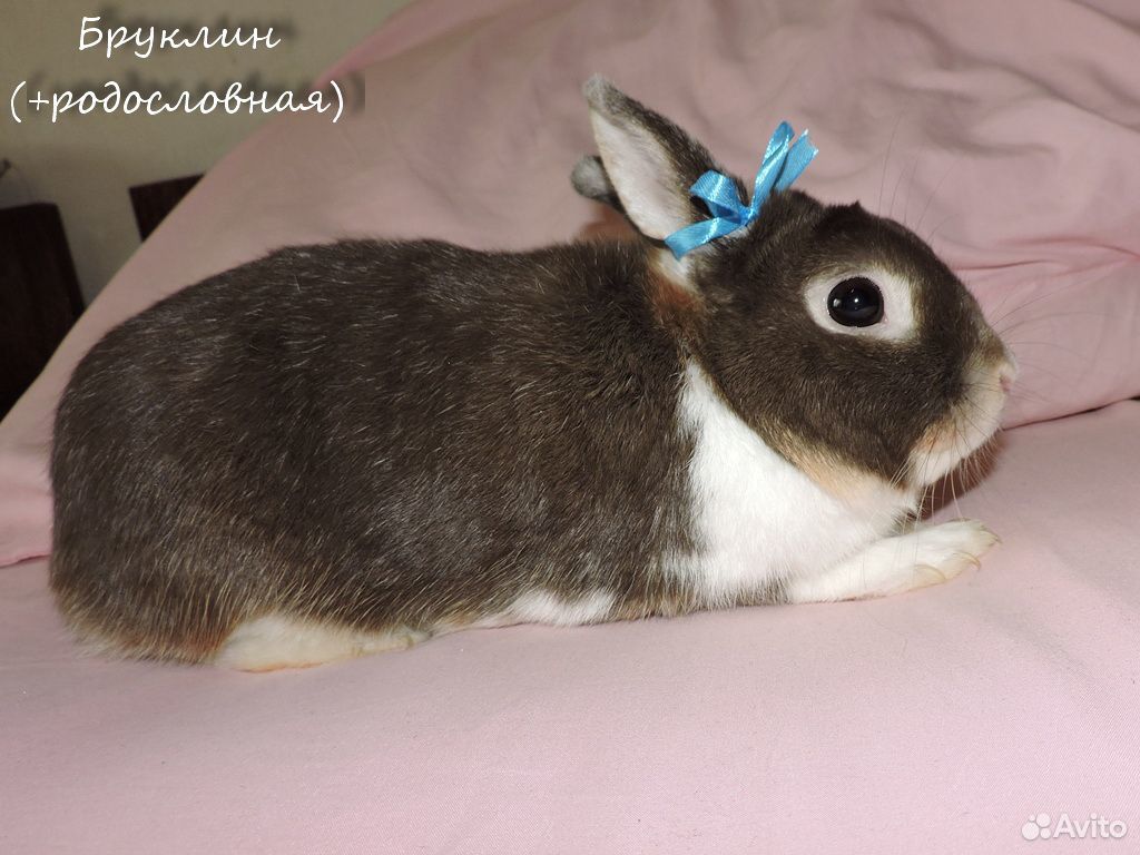Милый пушистый питомец декоративный кролик купить на Зозу.ру - фотография № 2