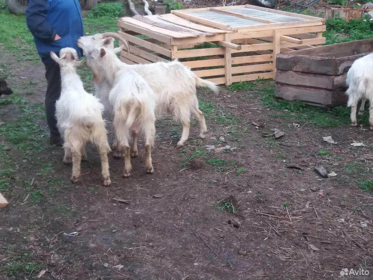 Продам козу молочную купить на Зозу.ру - фотография № 3