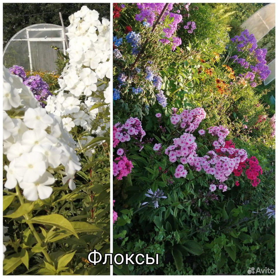 Цветы многолетние купить на Зозу.ру - фотография № 7