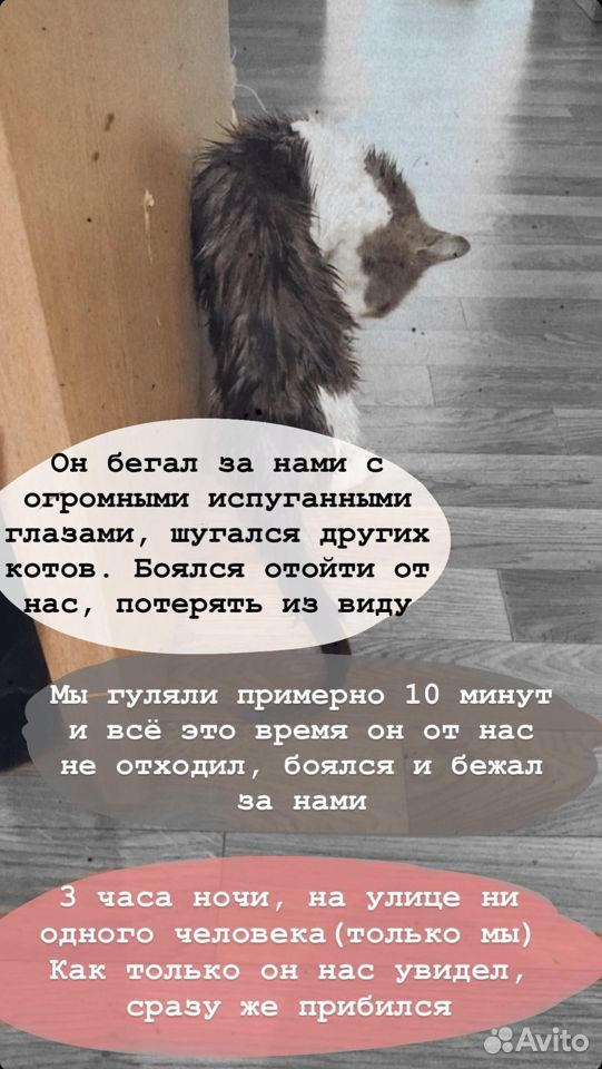 Молодой котик ищет дом купить на Зозу.ру - фотография № 2