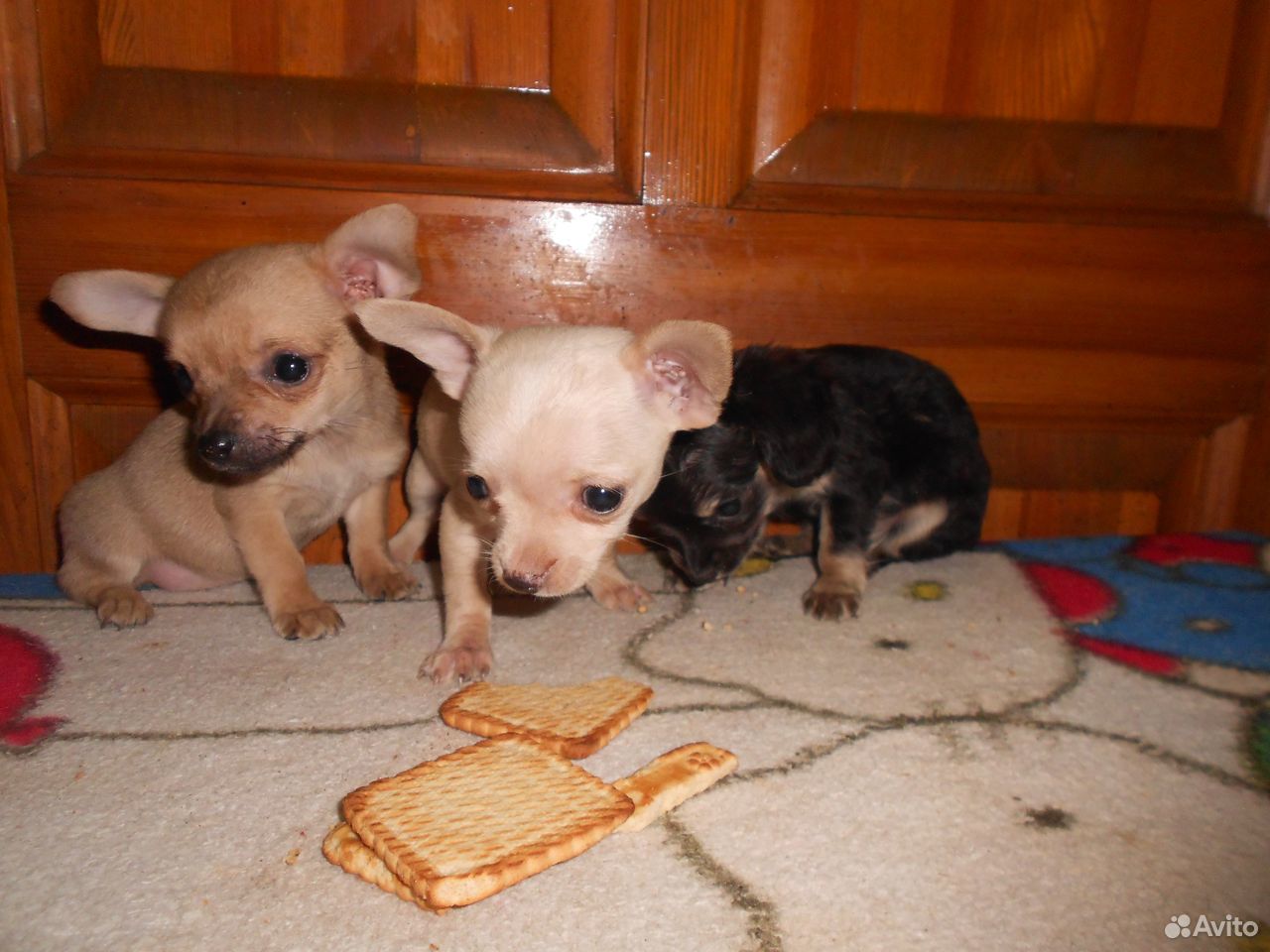 Маленькие собачки купить на Зозу.ру - фотография № 1