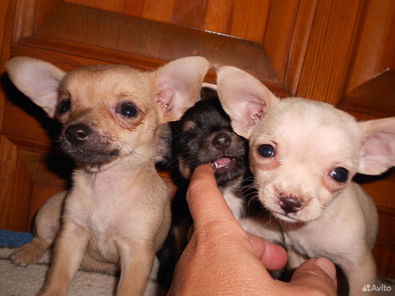 Маленькие собачки купить на Зозу.ру - фотография № 2