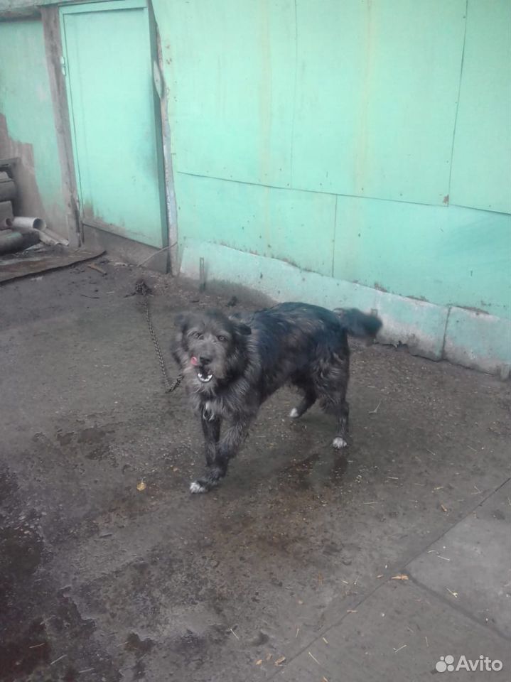 Злющий пес ищет хозяина купить на Зозу.ру - фотография № 3