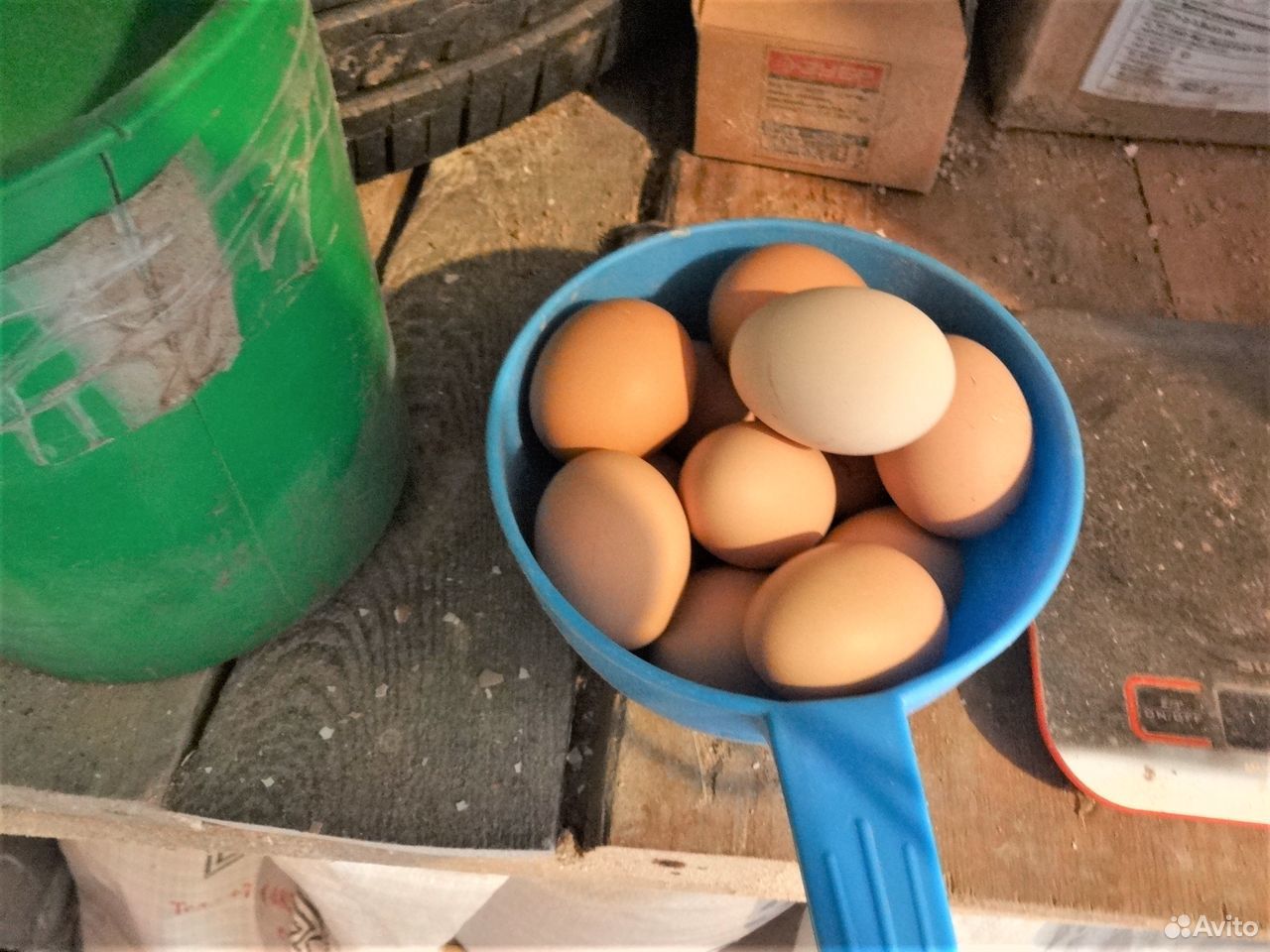 Купить инкубационное яйцо кучинской. Резиновые яйца. Яйца 20 штук. Резина на яйца авец. 07 Шт яиц.