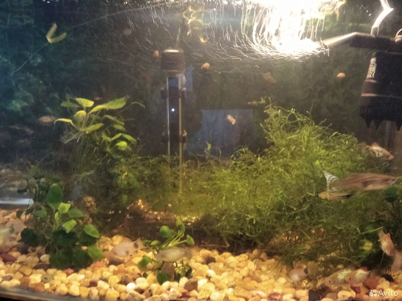 10+рыб и мальки, аквариум 35 л. + свет, воздух итд купить на Зозу.ру - фотография № 1