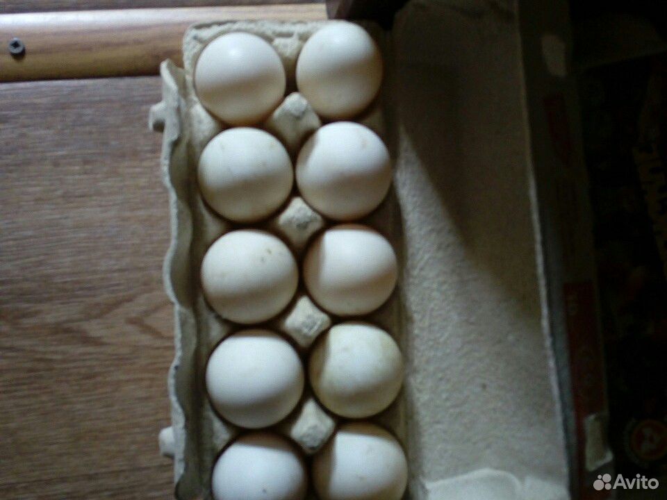 Яйцо инкубационное утки купить на Зозу.ру - фотография № 1