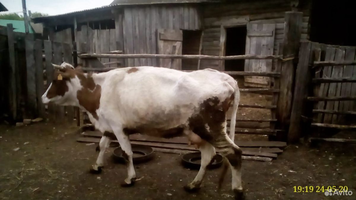 Продам корову купить на Зозу.ру - фотография № 4