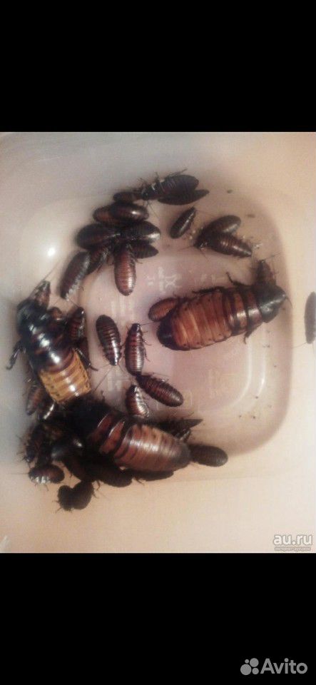 Африканские тараканы купить на Зозу.ру - фотография № 1