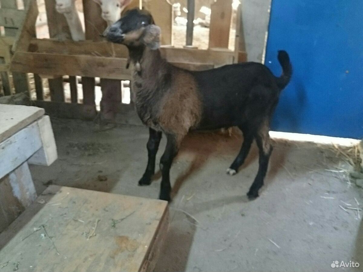 Заано-нубийская коза, козлята купить на Зозу.ру - фотография № 5