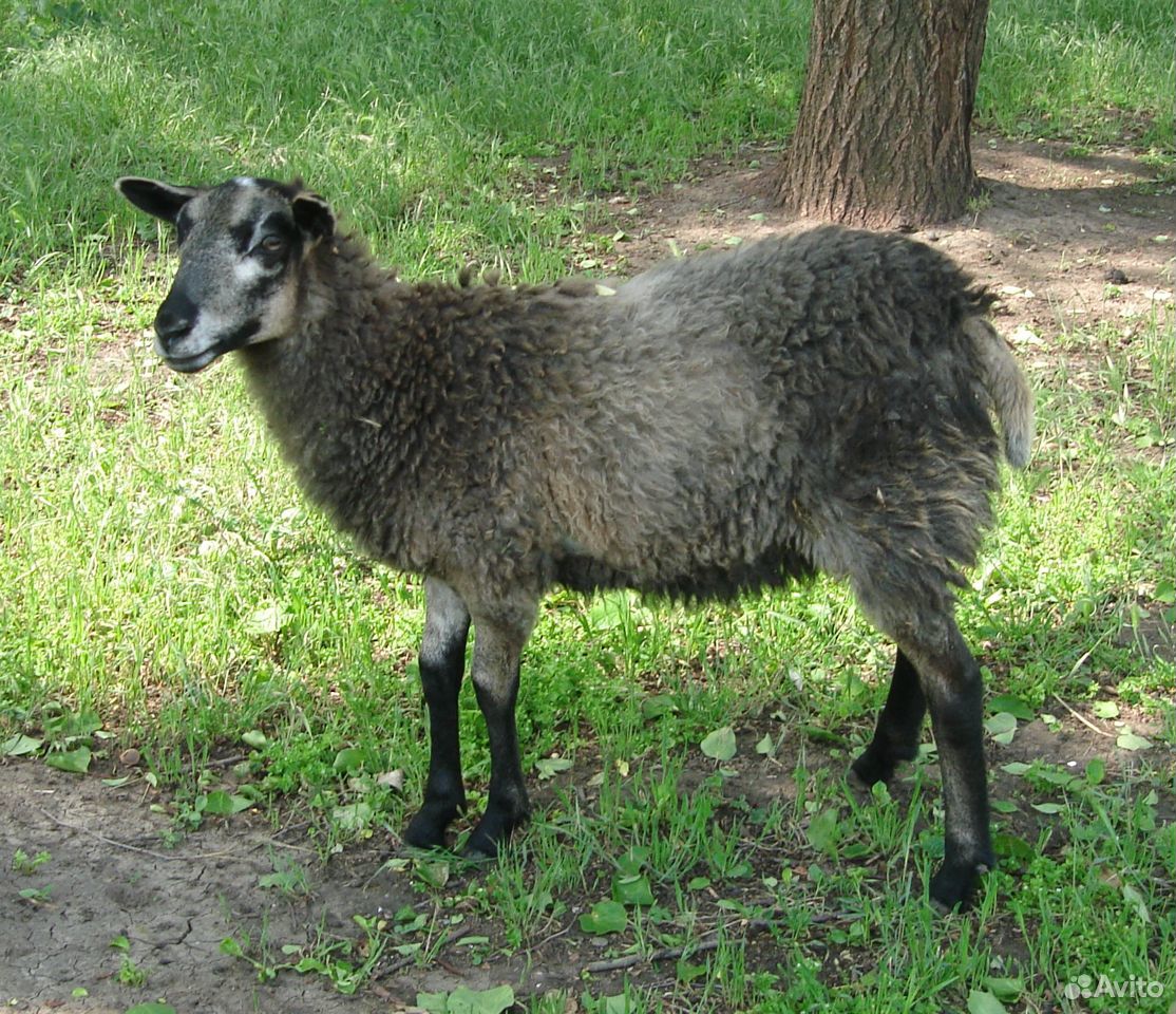Молодая овца. Романовская купить на Зозу.ру - фотография № 3