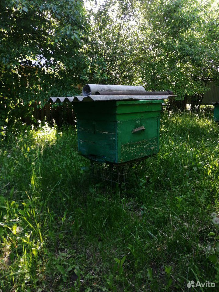 Пчелиный рой, пчелы, пчелиная семья, ульи с пчелам купить на Зозу.ру - фотография № 7
