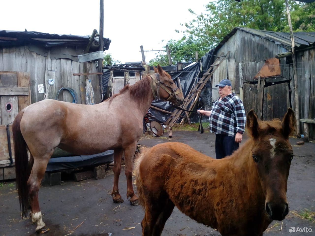 Лошадь сконяшкой купить на Зозу.ру - фотография № 6