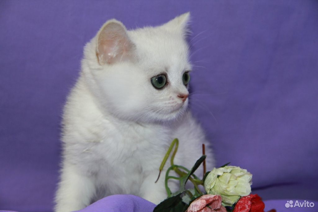 Серебрянный котик Хью купить на Зозу.ру - фотография № 4